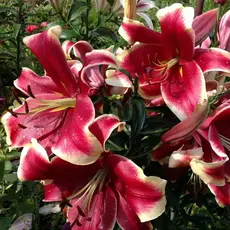 Лилия Африкан Леди ОТ-гибрид