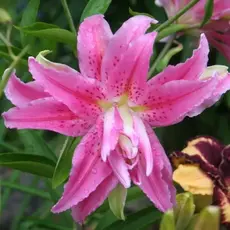 Лилия Брокен Харт восточная махровая