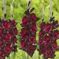 Гладиолус Блэк Сюрпрайз