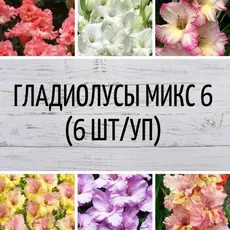 Гладиолусы микс 6
