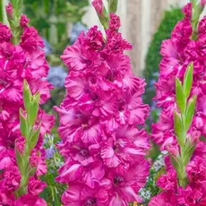 Гладиолус Грозный