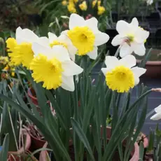 Нарцисс Айс Фоллис.