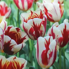 Тюльпан Триумф Карнавал де рио