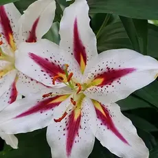 Лилия Биг Смаил восточная