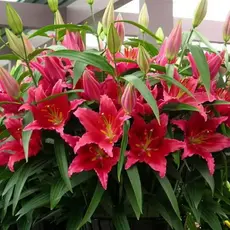 Лилия Бакарди восточная