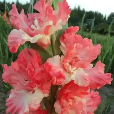 Гладиолус Божественная Любовь