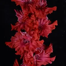 Гладиолус Идеальный Шторм