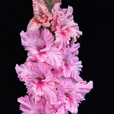 Гладиолус Ядрена Малина