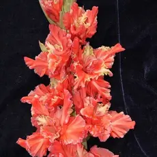 Гладиолус Чеширский Кот