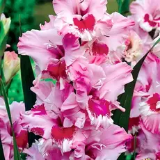 Гладиолус Зэтс Лав