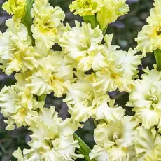 Гладиолус Лемон Фриззл