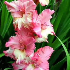 Гладиолус Учо