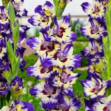 Гладиолус Циркус Клаб