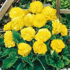 Бегония Махровая Желтая