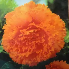 Бегония Бахромчатая Оранжевая