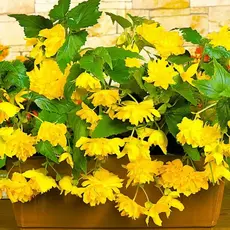 Бегония Пендула Желтая