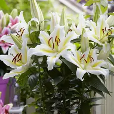 Лилия Голден Романс восточная