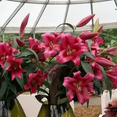 Лилия Фудзиан ОТ-гибрид