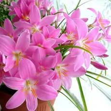 Зефирантес мощный Пинк