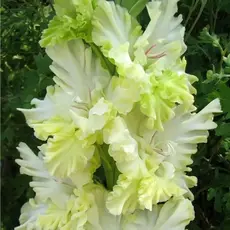 Гладиолус Благородный Земледелец