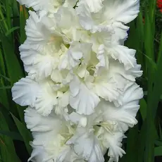 Гладиолус Памяти Трифонова