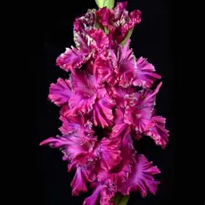 Гладиолус Фрактал