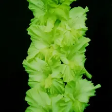 Гладиолус Зеленый Лед