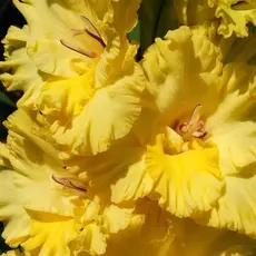 Гладиолус Маргарита