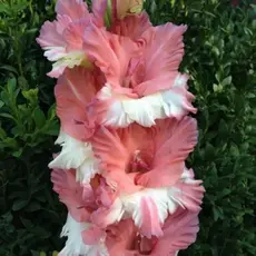 Гладиолус Портрет Незнакомки