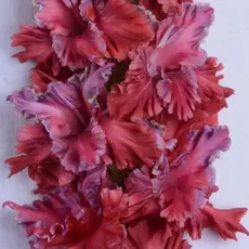 Гладиолус Рояль в Кустах