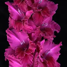 Гладиолус Русь-Орда