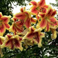 Лилия Холланд Бьюти ОТ-гибрид