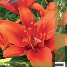 Лилия Фанни Твин азиатская