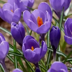 Крокус Блю Оушн.