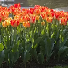 Тюльпан Американ Дрим