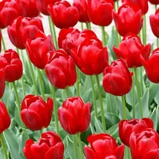 Тюльпан Кам-Бэк