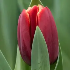 Тюльпан Армани