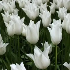 Тюльпан Баллада Уайт