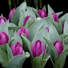 Тюльпан Бейби Блю