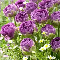 Тюльпан Блю Вау