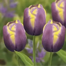 Тюльпан Арабиан Бьюти