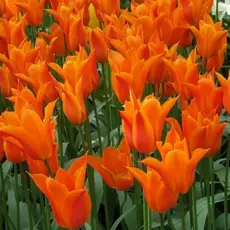 Тюльпан Балерина