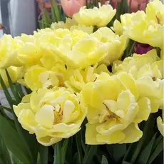 Тюльпан Авангард