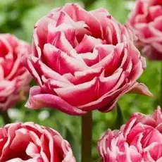 Тюльпан Летс Данс