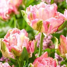 Тюльпан Стар оф Пэррот