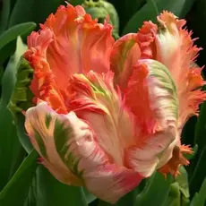 Тюльпан Априкот Пэррот