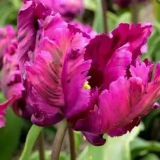 Тюльпан Негрита Пэррот