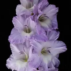 Гладиолус Голубая Метель