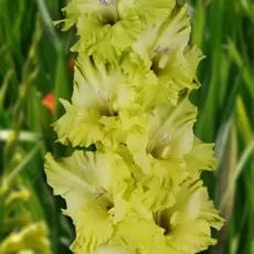 Гладиолус Малахит