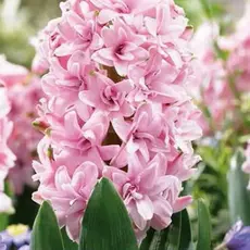 Гиацинт Prince Of Love.